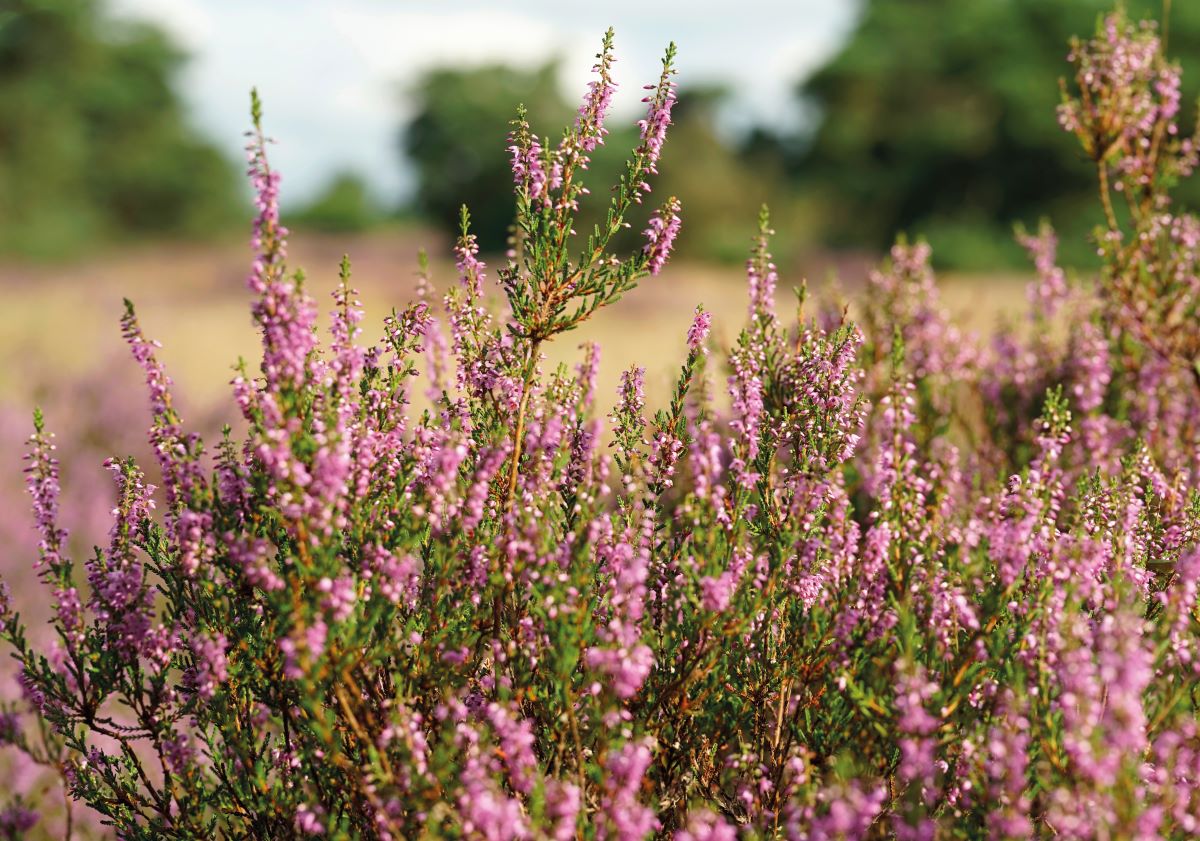 Heather close-up.jpg