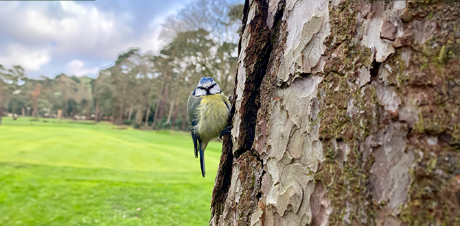 May - 181398-CHARLIE LACEY - Camberley Heath GC.png