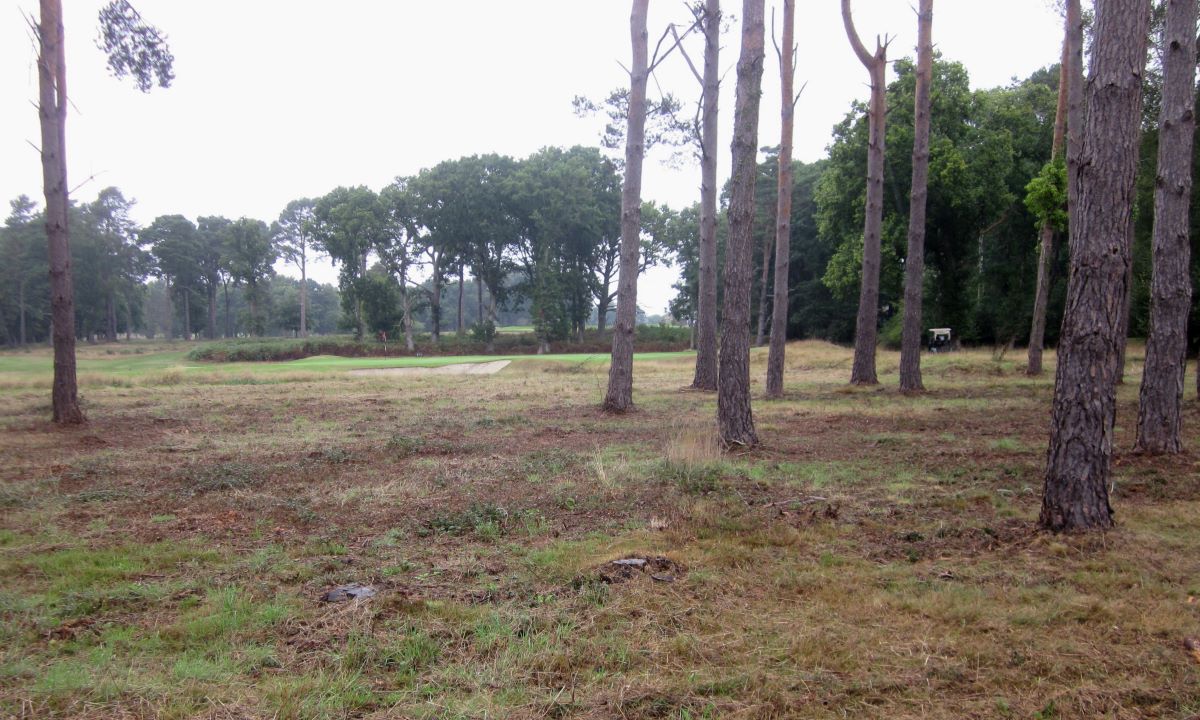 Bracken cut and cleared and trees reduced