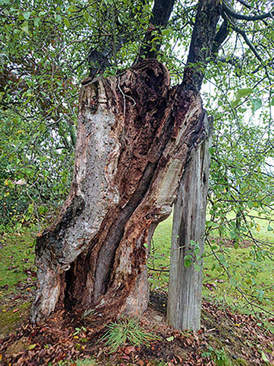 Ancient Apple tree at Pannal Golf Course