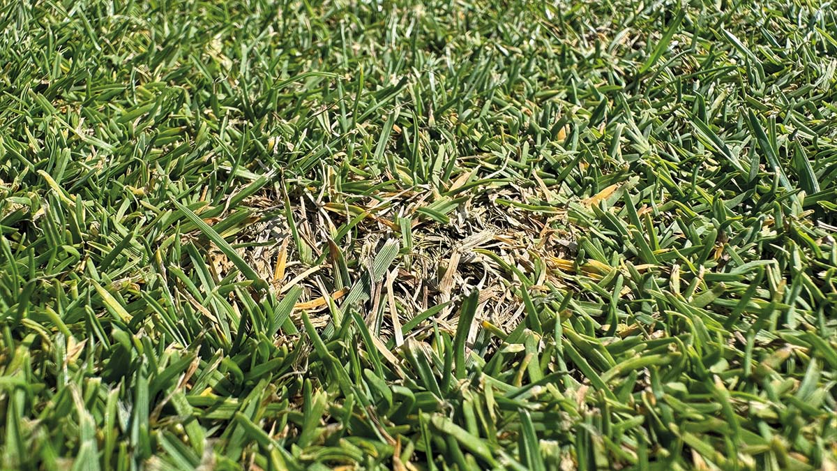 Close up Dollar spot 2 - NHGC Aug 2024.jpg