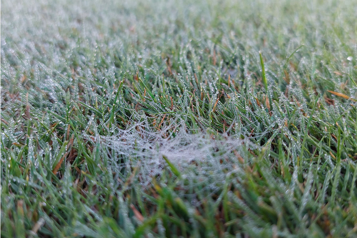 Turf disease pathogen hyphae developing on wet leaves.jpg