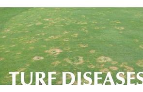 Diseases Your Course graphics.jpg