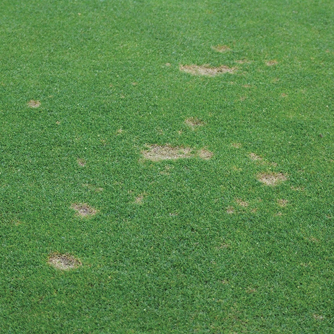 Dollar spot.jpg