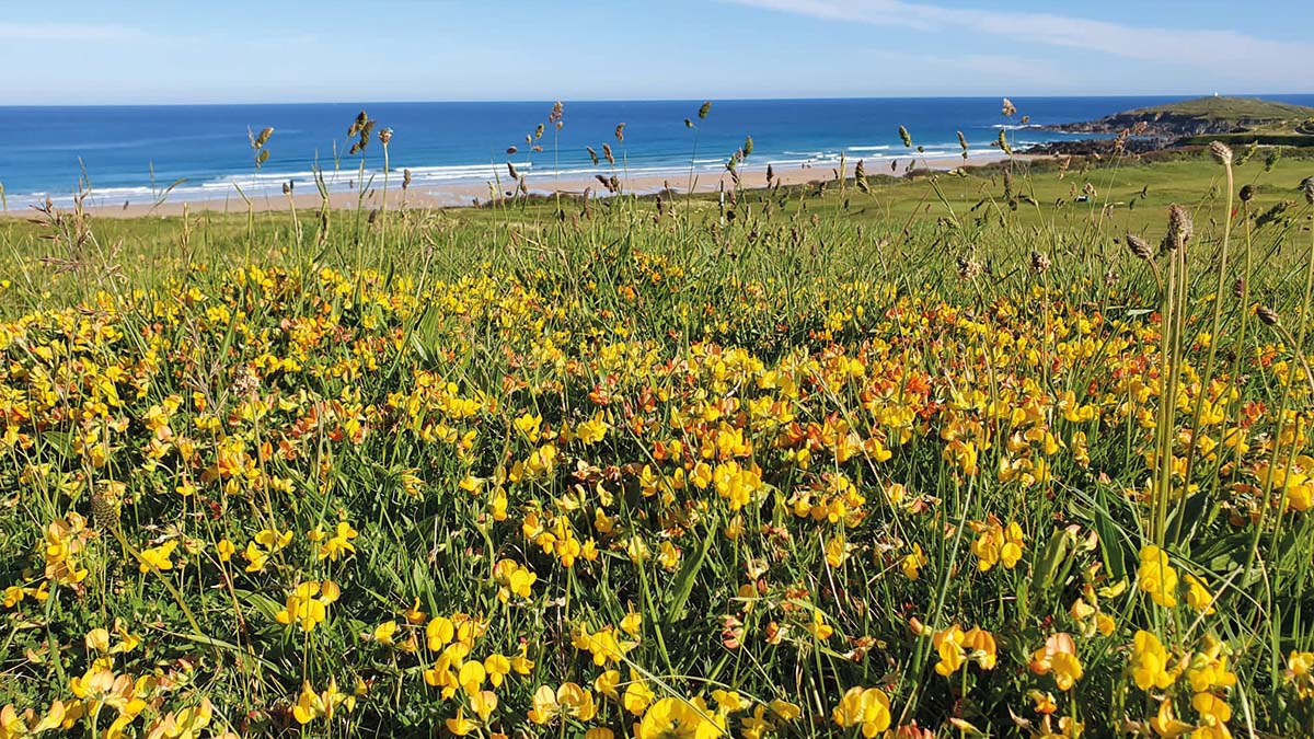 Wildflowers on a golf course.jpg