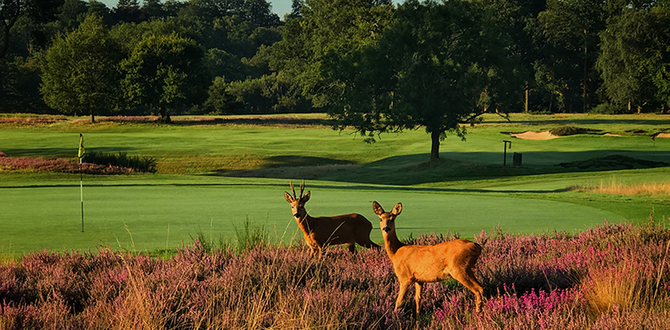 2017_Mike_Ray_Stoneham_Golf_Club.png