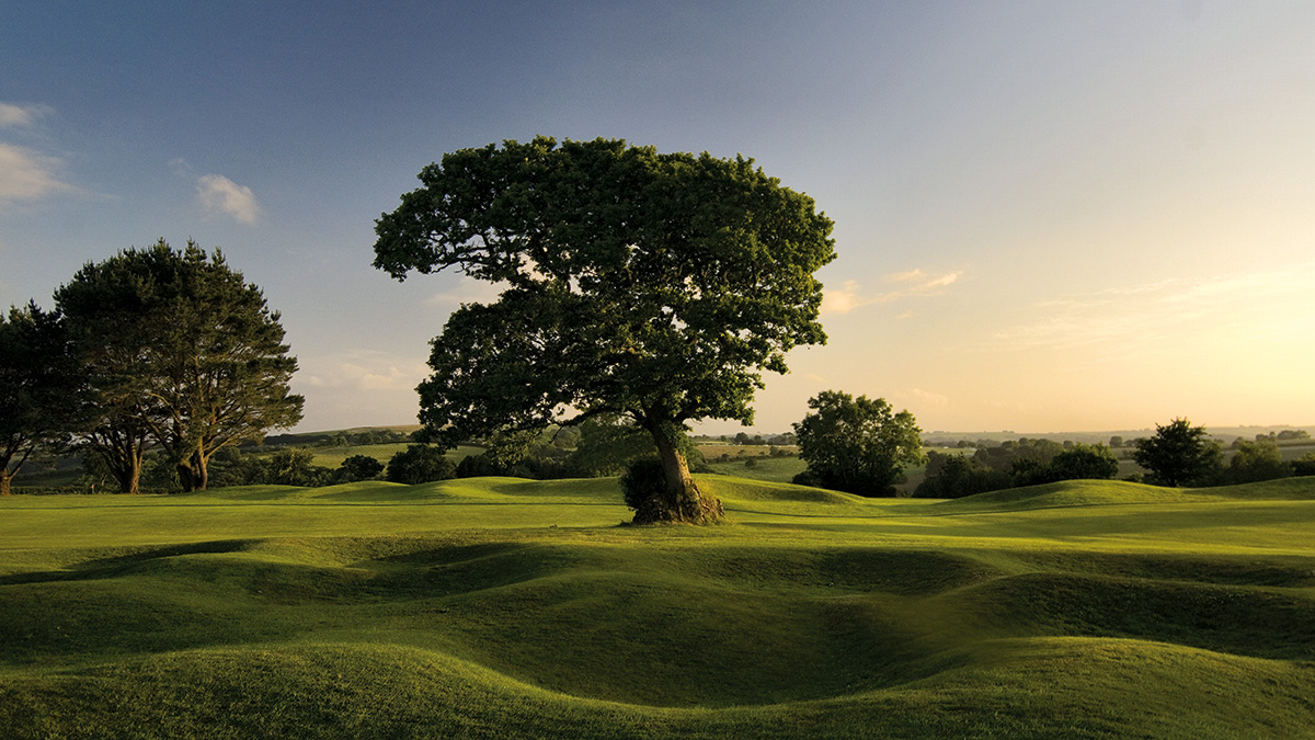 A veteran tree on a golf course.jpg