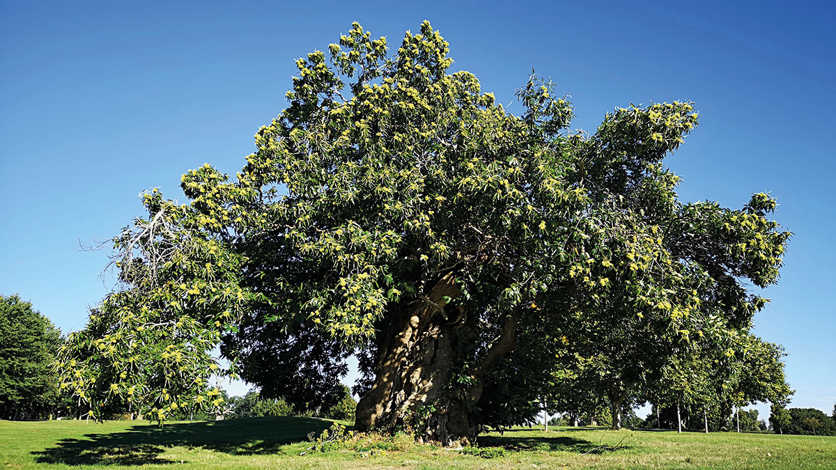 A veteran tree at Northampton Golf Club.jpg