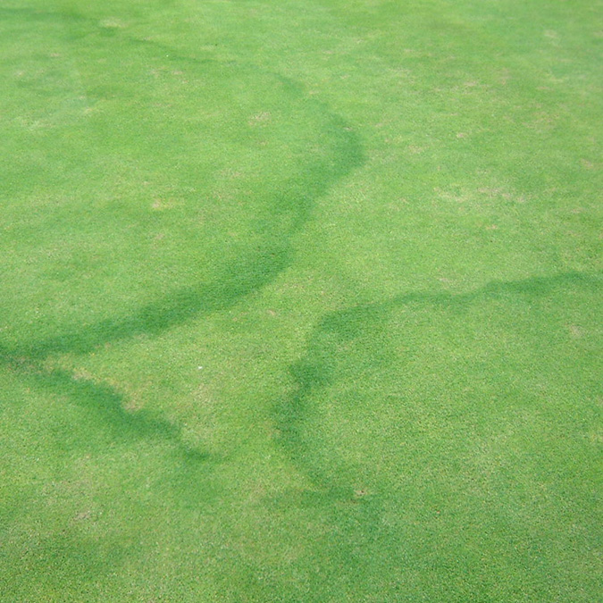 Fairy rings.jpg