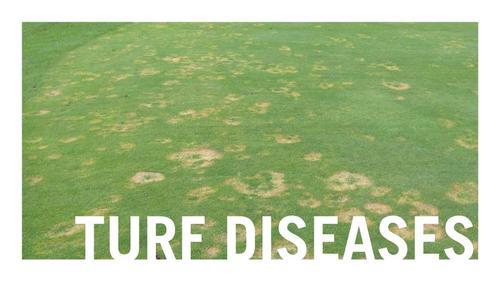 Turf diseases Your Course.jpg